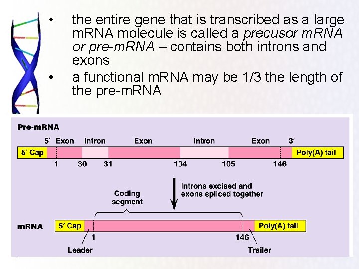  • • the entire gene that is transcribed as a large m. RNA