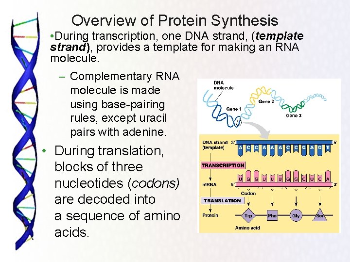 Overview of Protein Synthesis • During transcription, one DNA strand, (template strand), provides a