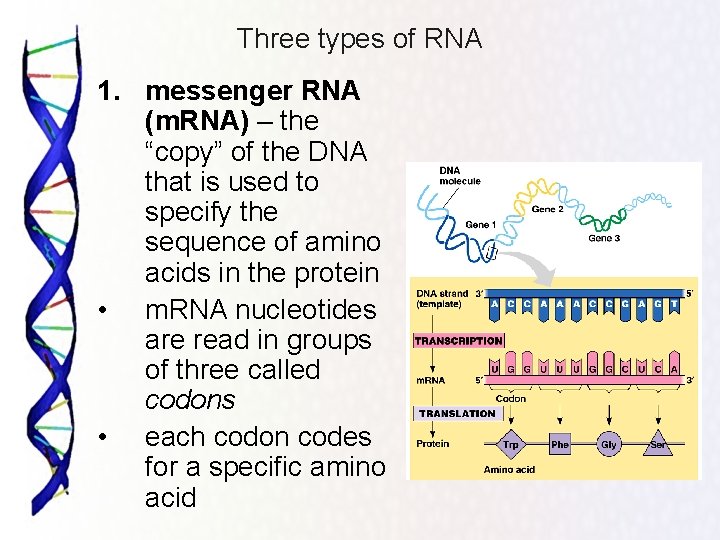 Three types of RNA 1. messenger RNA (m. RNA) – the “copy” of the