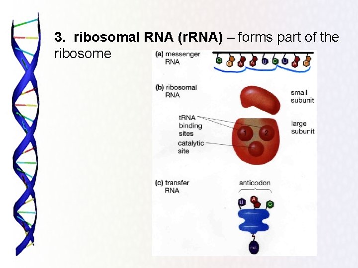 3. ribosomal RNA (r. RNA) – forms part of the ribosome 