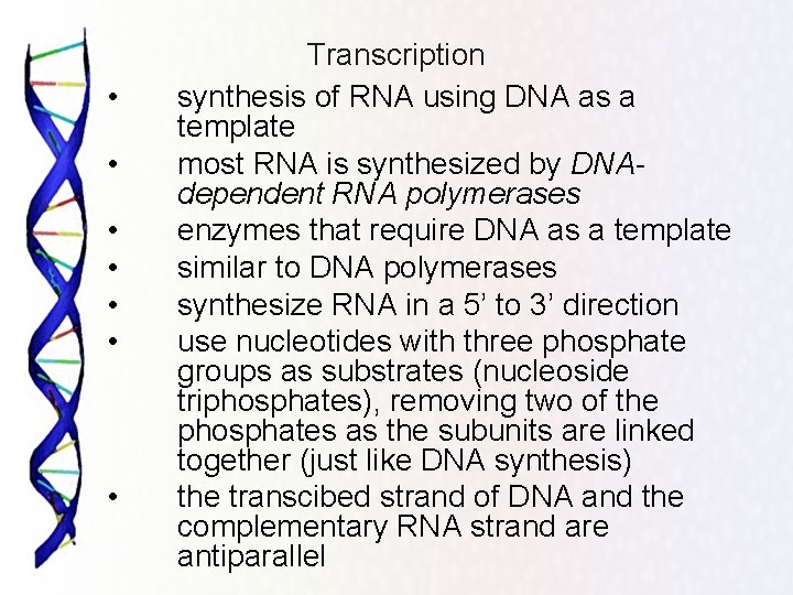  • • Transcription synthesis of RNA using DNA as a template most RNA