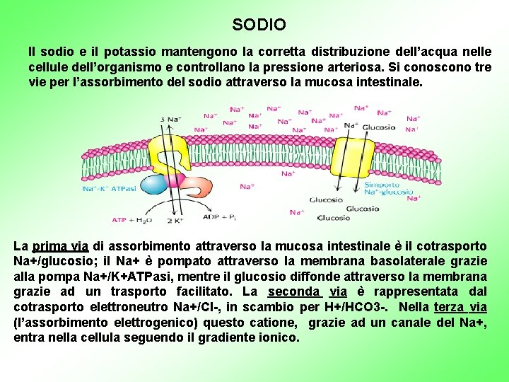 SODIO Il sodio e il potassio mantengono la corretta distribuzione dell’acqua nelle cellule dell’organismo