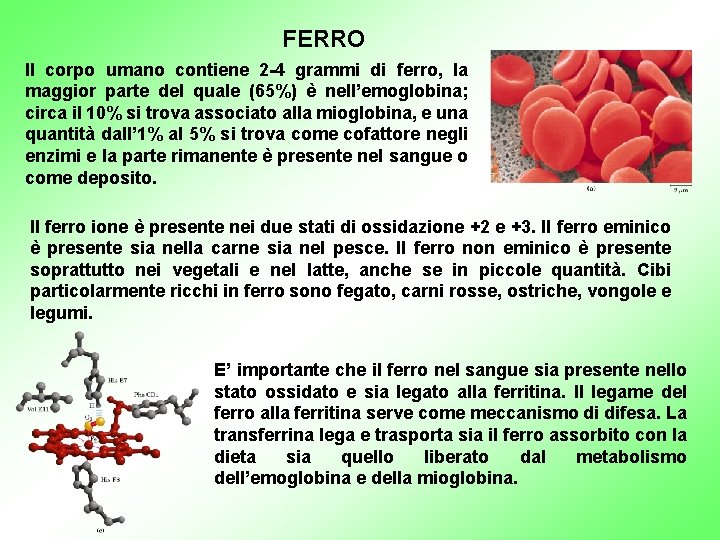 FERRO Il corpo umano contiene 2 -4 grammi di ferro, la maggior parte del