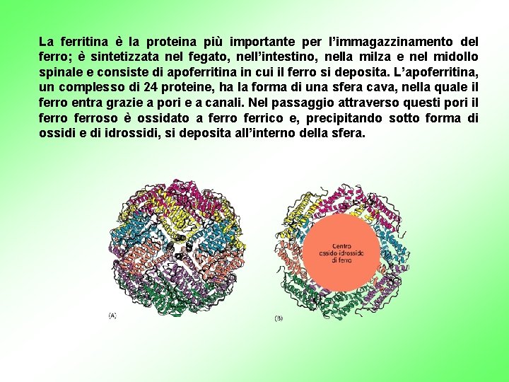 La ferritina è la proteina più importante per l’immagazzinamento del ferro; è sintetizzata nel