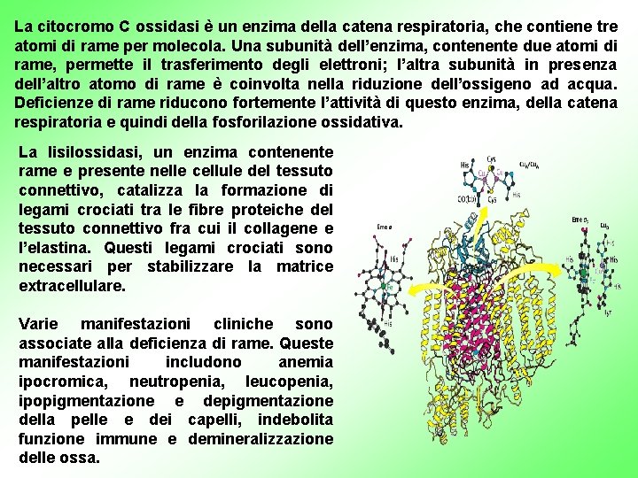 La citocromo C ossidasi è un enzima della catena respiratoria, che contiene tre atomi