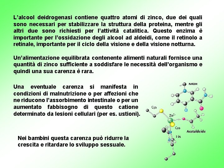 L’alcool deidrogenasi contiene quattro atomi di zinco, due dei quali sono necessari per stabilizzare