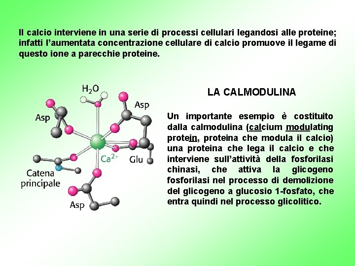 Il calcio interviene in una serie di processi cellulari legandosi alle proteine; infatti l’aumentata