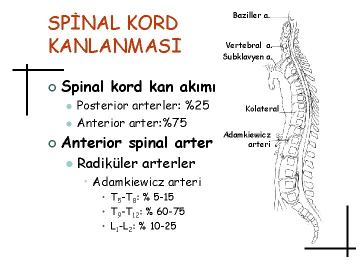 SPİNAL KORD KANLANMASI ¢ Vertebral a. Subklavyen a. Spinal kord kan akımı l l