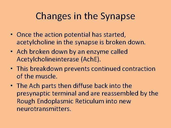 Changes in the Synapse • Once the action potential has started, acetylcholine in the