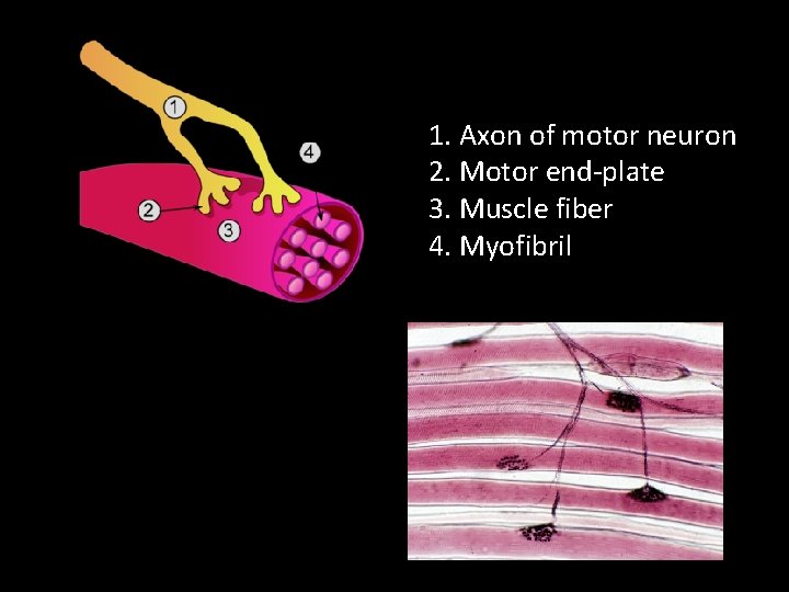 1. Axon of motor neuron 2. Motor end-plate 3. Muscle fiber 4. Myofibril 