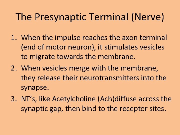 The Presynaptic Terminal (Nerve) 1. When the impulse reaches the axon terminal (end of