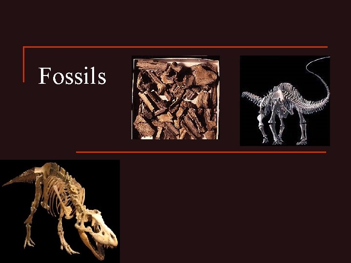 Fossils 