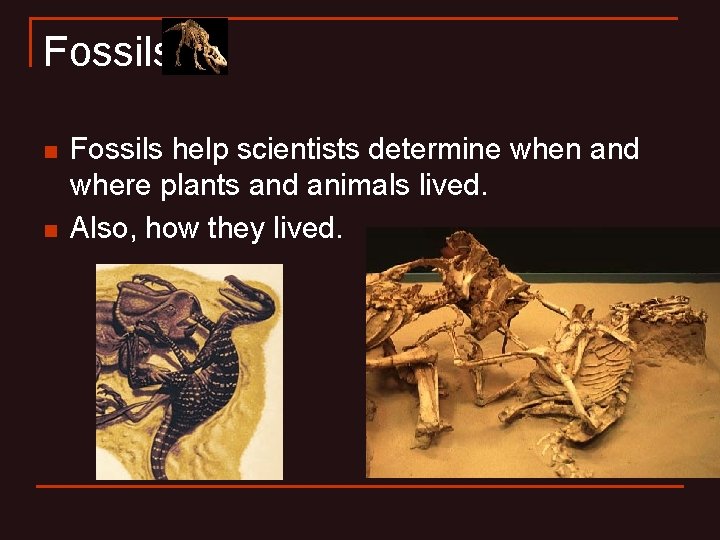 Fossils n n Fossils help scientists determine when and where plants and animals lived.