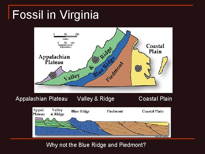 Fossil in Virginia Appalachian Plateau Valley & Ridge Coastal Plain Why not the Blue