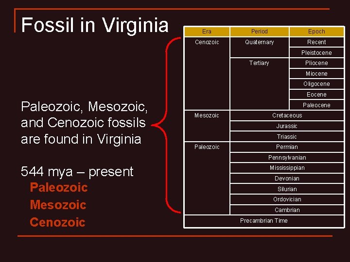 Fossil in Virginia Era Period Epoch Cenozoic Quaternary Recent Pleistocene Tertiary Pliocene Miocene Oligocene
