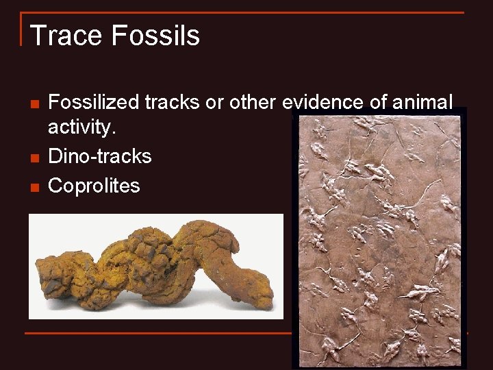 Trace Fossils n n n Fossilized tracks or other evidence of animal activity. Dino-tracks