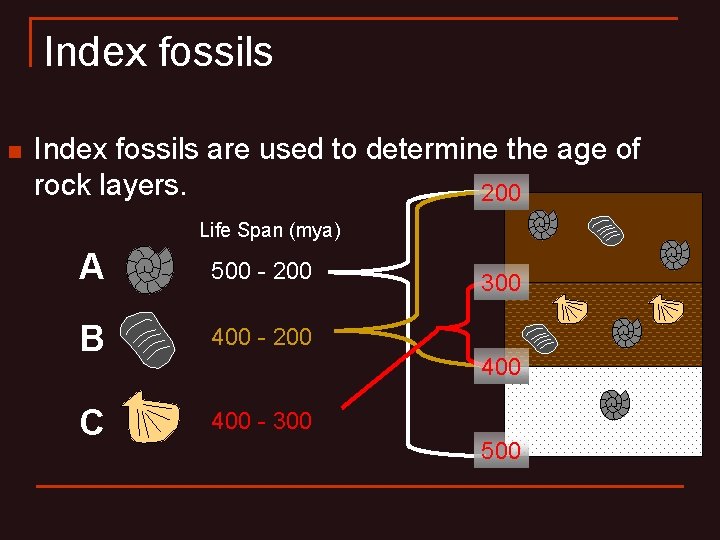 Index fossils n Index fossils are used to determine the age of rock layers.