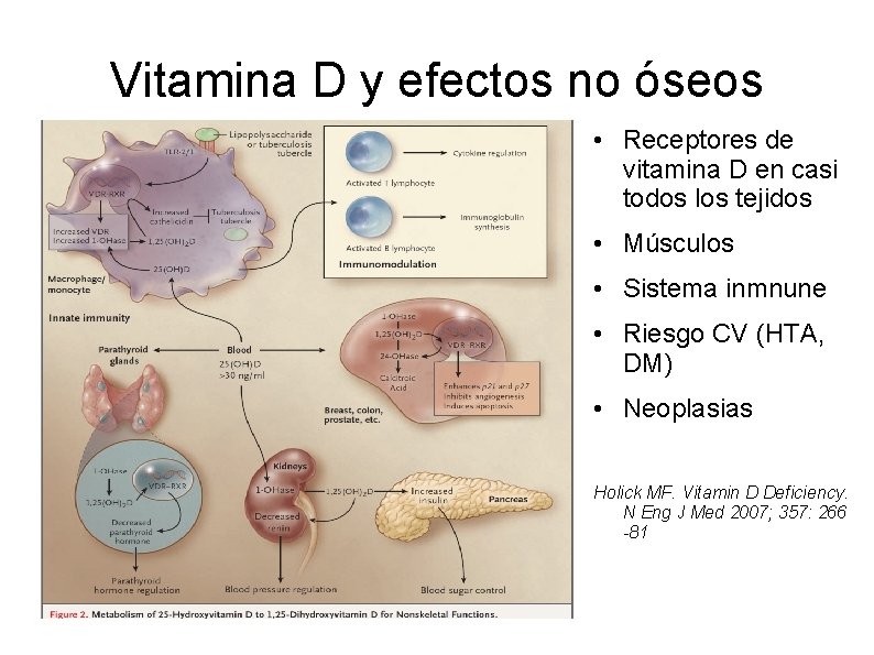 Vitamina D y efectos no óseos • Receptores de vitamina D en casi todos