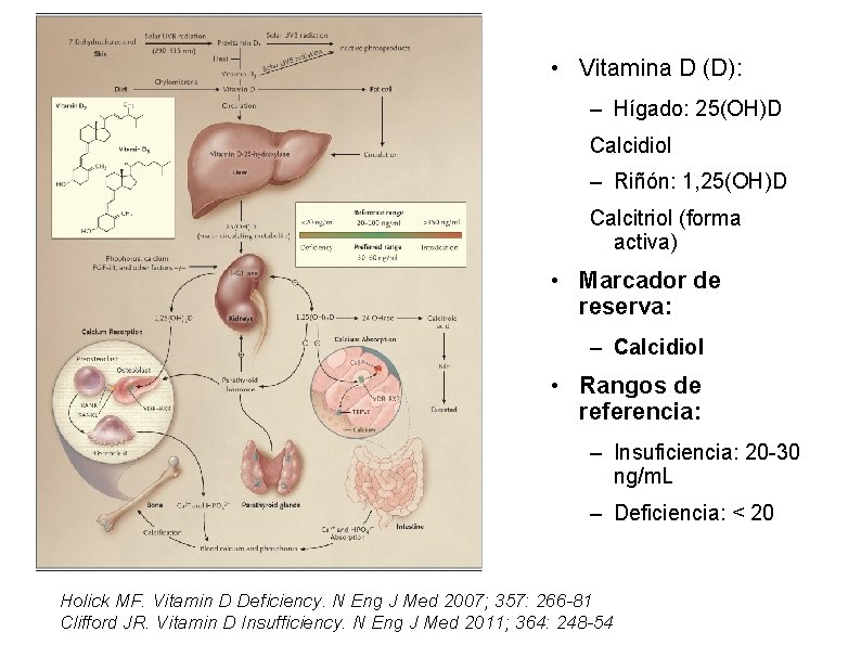  • Vitamina D (D): – Hígado: 25(OH)D Calcidiol – Riñón: 1, 25(OH)D Calcitriol
