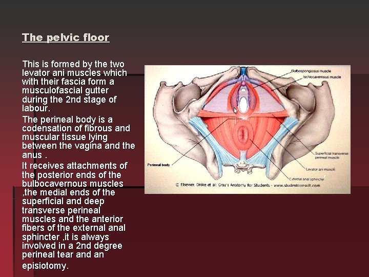 The pelvic floor This is formed by the two levator ani muscles which with