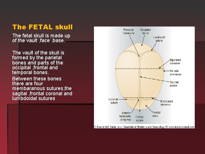 The FETAL skull The fetal skull is made up of the vault , face