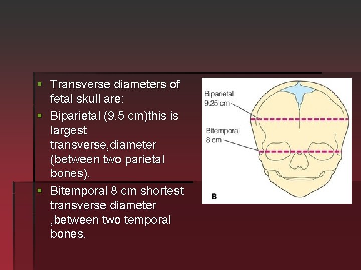 § Transverse diameters of fetal skull are: § Biparietal (9. 5 cm)this is largest