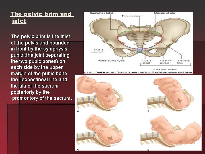 The pelvic brim and inlet The pelvic brim is the inlet of the pelvis