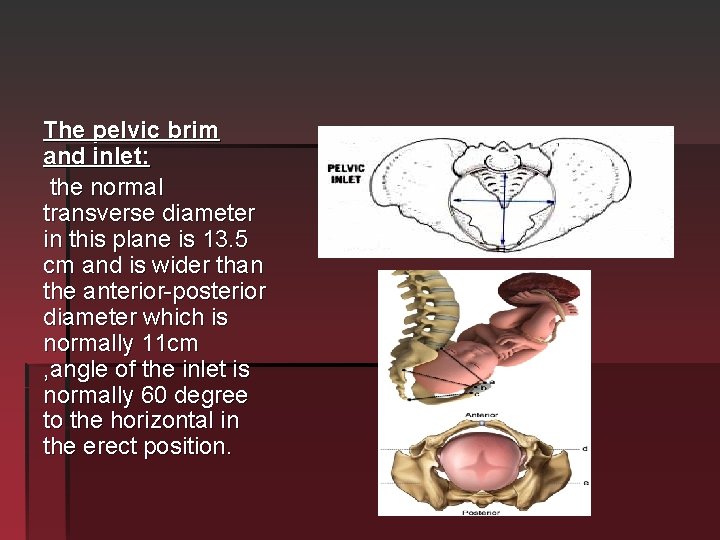 The pelvic brim and inlet: the normal transverse diameter in this plane is 13.