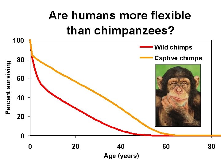 Are humans more flexible than chimpanzees? Percent surviving 100 Wild chimps Captive chimps 80