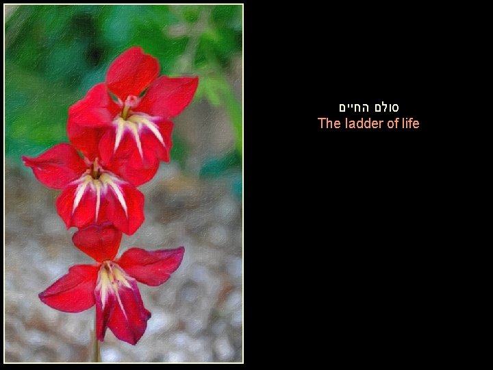  סולם החיים The ladder of life 