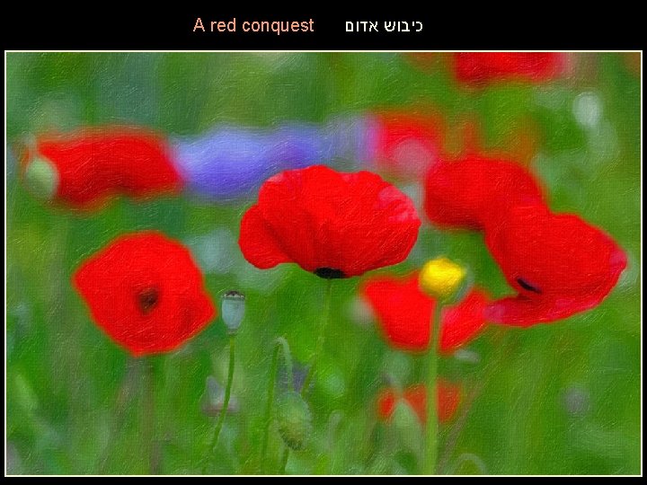 A red conquest כיבוש אדום 