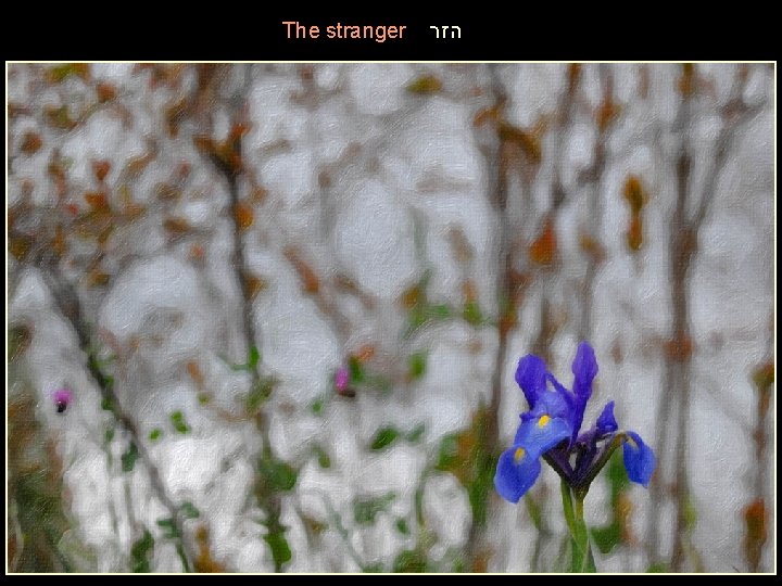 The stranger הזר 