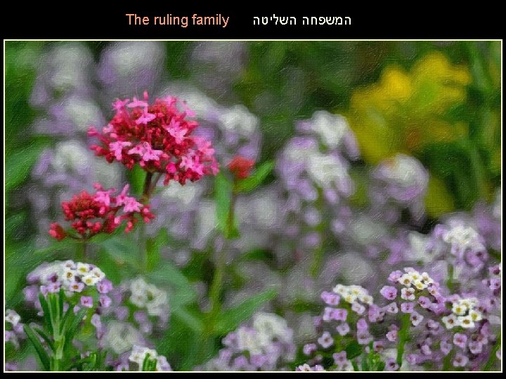 The ruling family המשפחה השליטה 