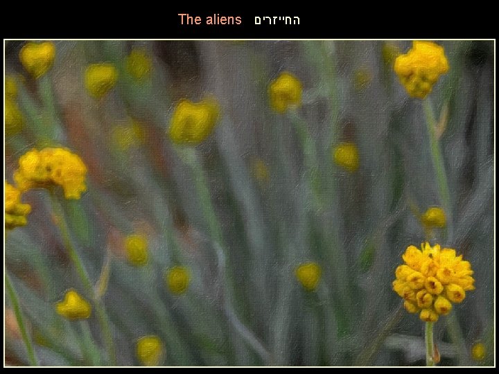 The aliens החייזרים 