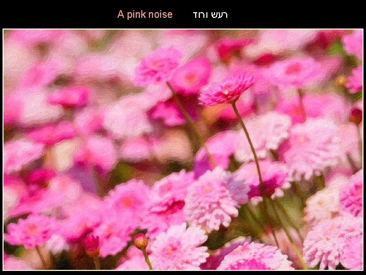 A pink noise רעש ורוד 