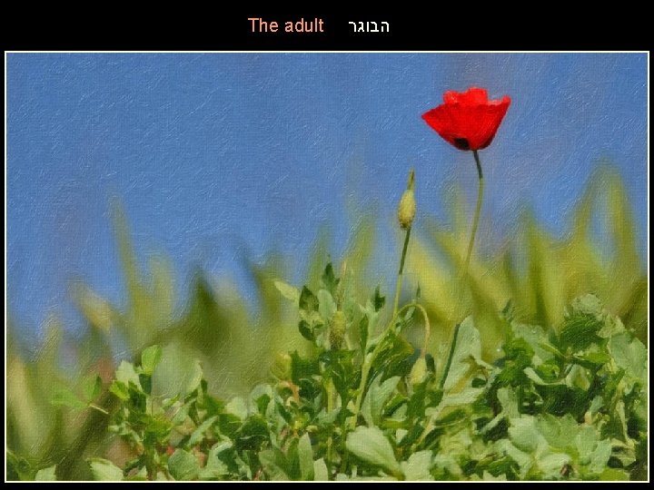 The adult הבוגר 