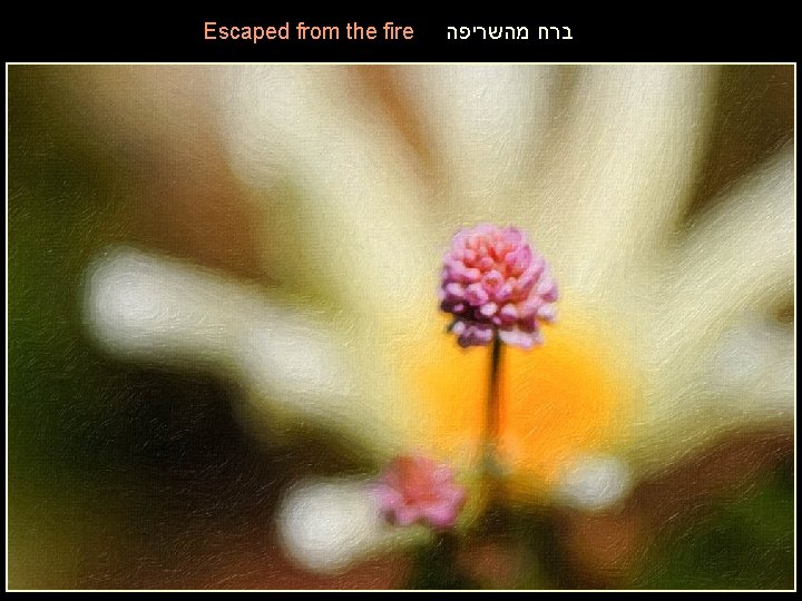 Escaped from the fire ברח מהשריפה 