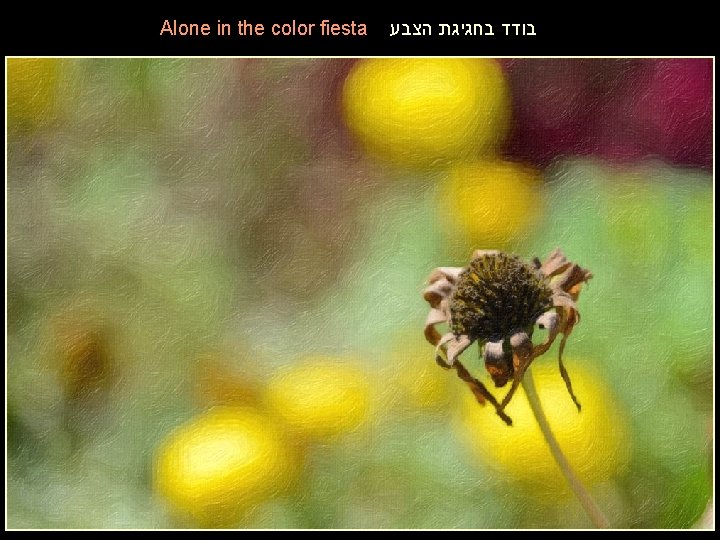 Alone in the color fiesta בודד בחגיגת הצבע 