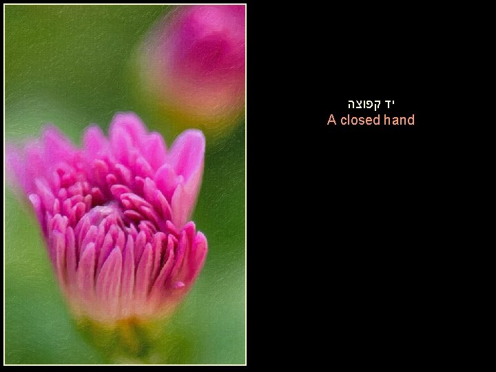  יד קפוצה A closed hand 