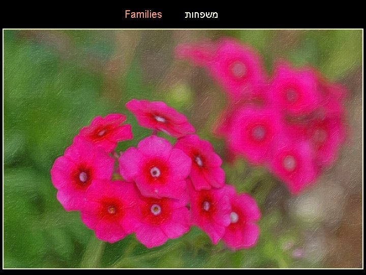 Families משפחות 