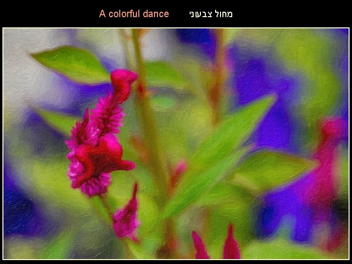 A colorful dance מחול צבעוני 
