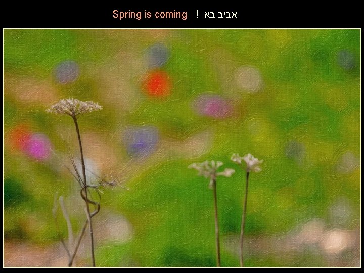 Spring is coming ! אביב בא 