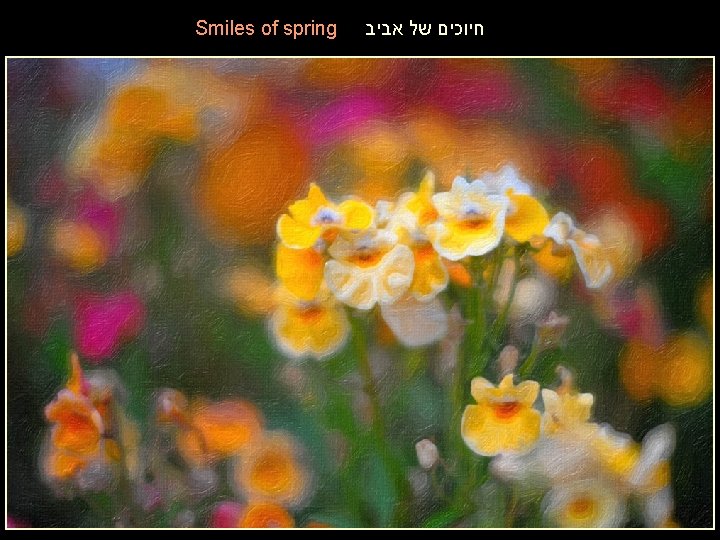 Smiles of spring חיוכים של אביב 