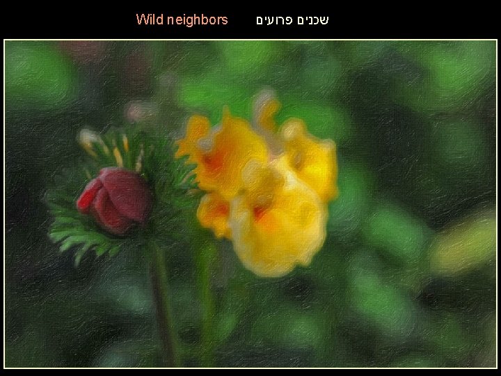 Wild neighbors שכנים פרועים 