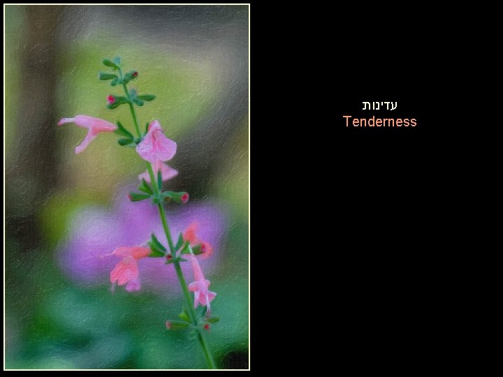  עדינות Tenderness 