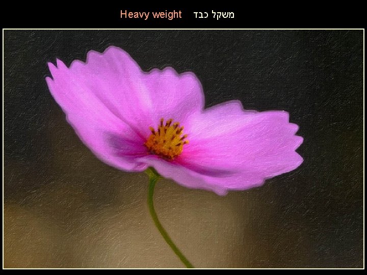 Heavy weight משקל כבד 