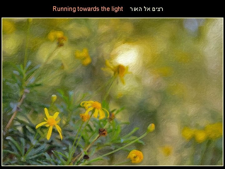 Running towards the light רצים אל האור 