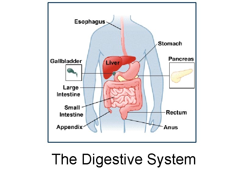 The Digestive System 