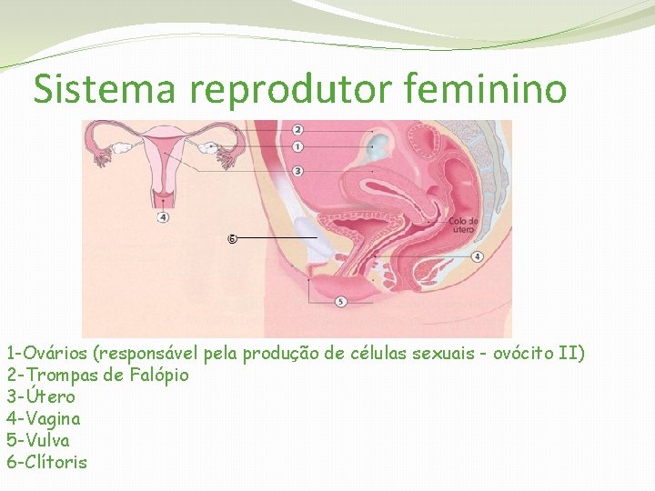 Sistema reprodutor feminino 1 -Ovários (responsável pela produção de células sexuais - ovócito II)