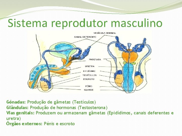 Sistema reprodutor masculino Gónadas: Produção de gâmetas (Testículos) Glândulas: Produção de hormonas (Testosterona) Vias